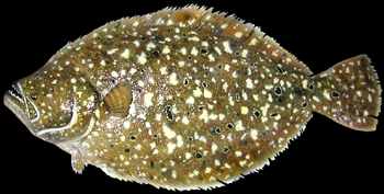 Flounder replicas