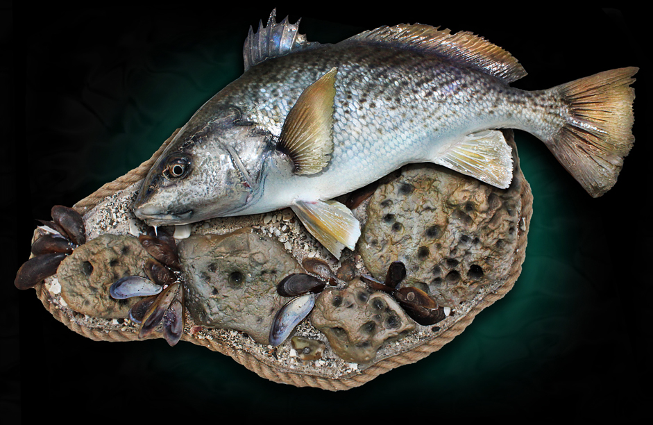 Atlantic Croaker Taxidermy Fish Mount