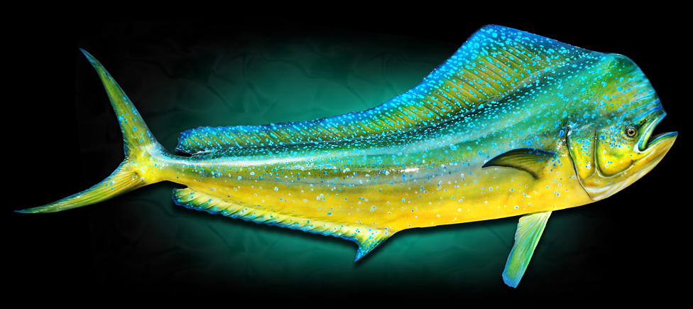Dolphin Mahi Taxidermy Replicas Fish Mount