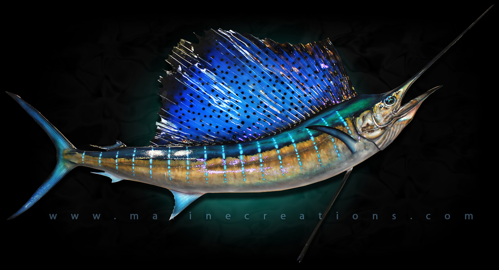 Atlantic Sailfish fish replicas and mounts