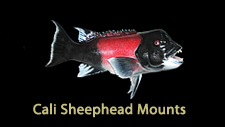 California Fish Replicas