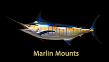 Blue marlin replicas