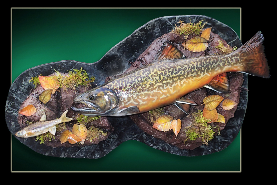 tiger trout mount