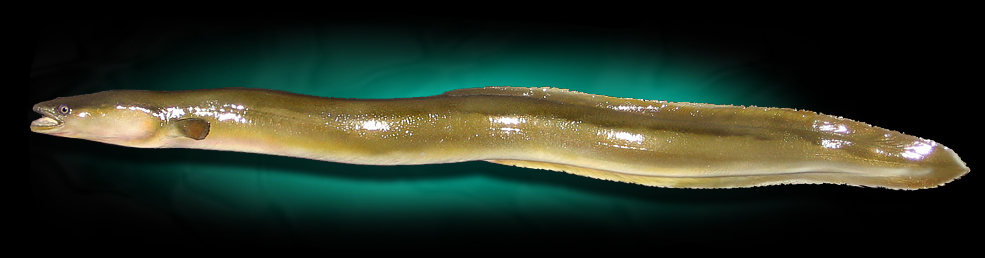 eel mounts