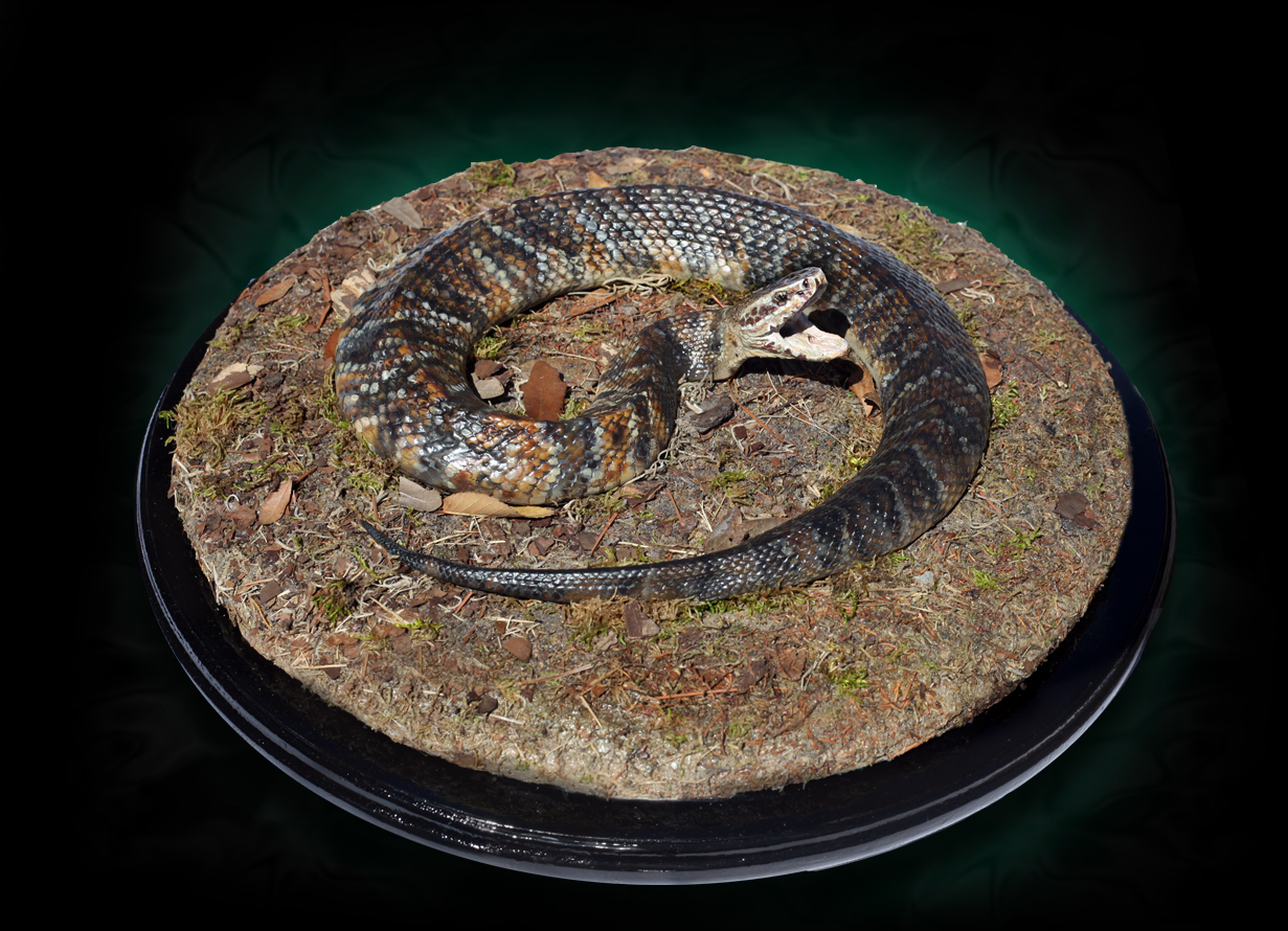 Snake replicas