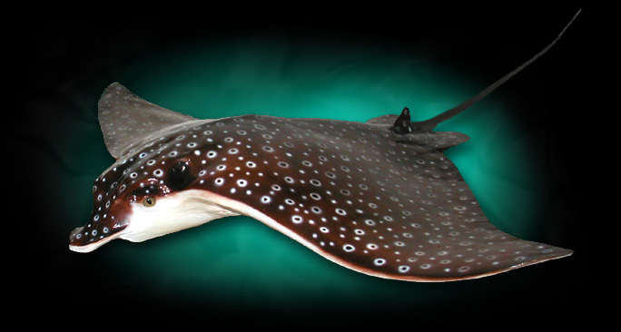 Eagle Ray Taxidermy Fish Mount