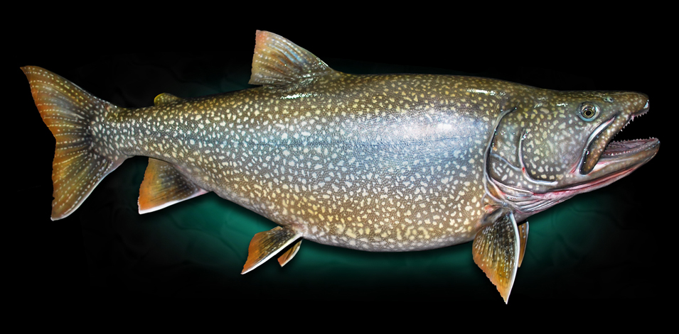 Trout Replicas