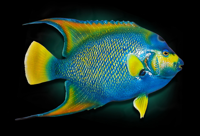 Taxidermy Angelfish