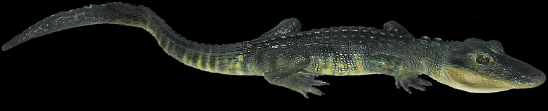 tampa taxidermist