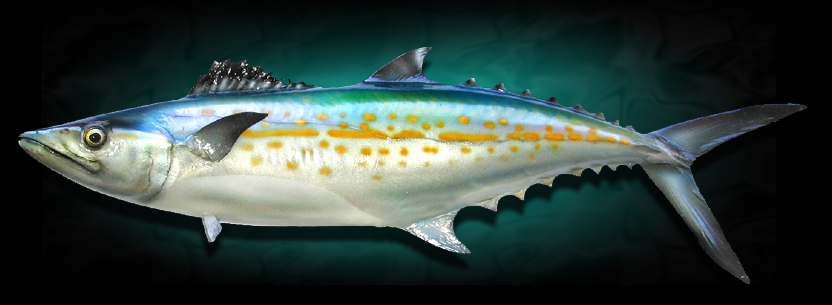 Cero Spanish Mackerel Taxidermy Fish Mount