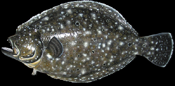 fluke repros