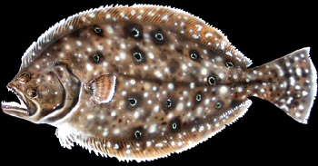 Fluke Replicas