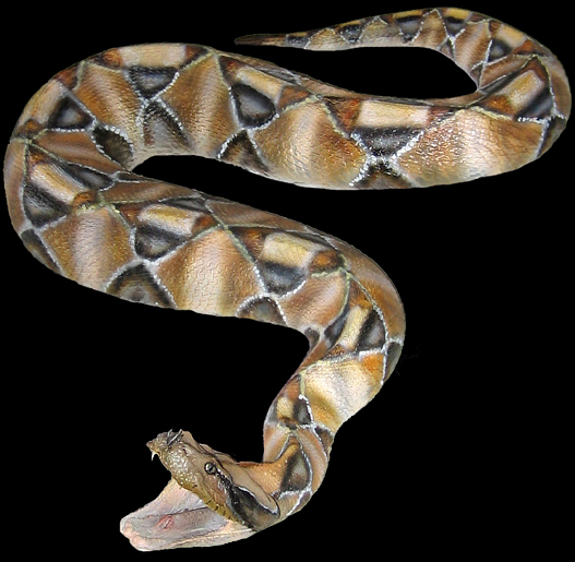 gaboon viper mount