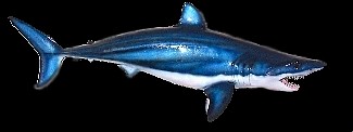SHARK REPLICAS