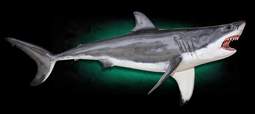 Great White Shark Replicas
