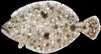 Flounder replicas
