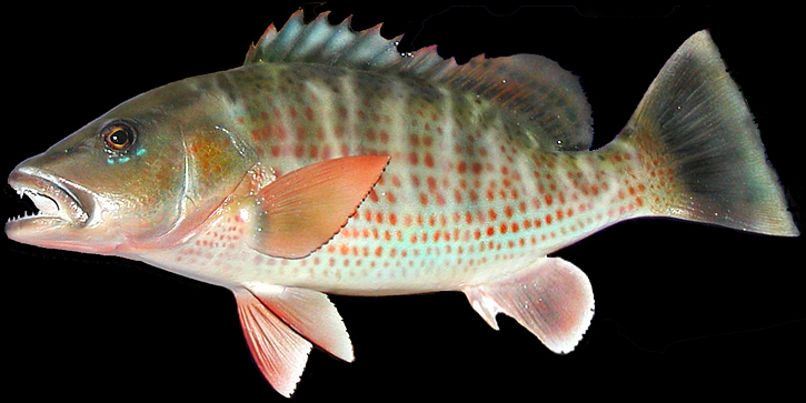 Snapper Replicas