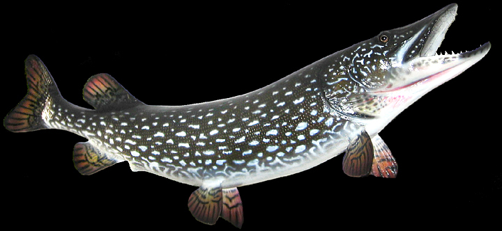 Pike Replicas