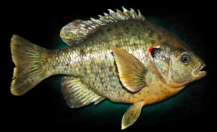 Redear Sunfish Mount
