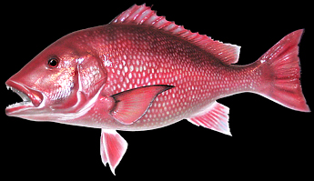 Snapper Fish Mount