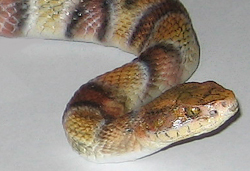 copperhead replicas