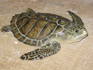 sea turtle mounts