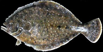 Flounder replicas