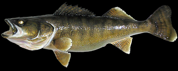 walleye replicas taxidermy fish mount