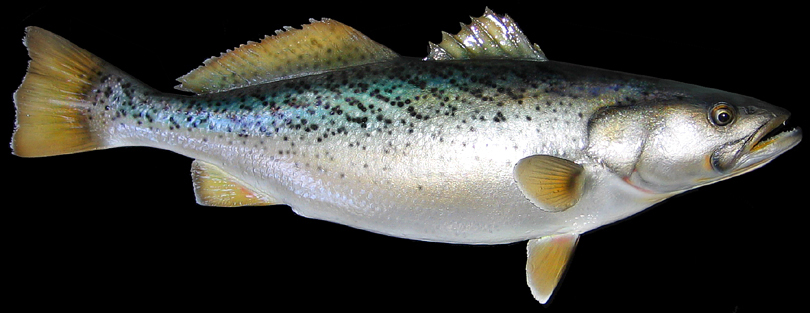weak fish replicas