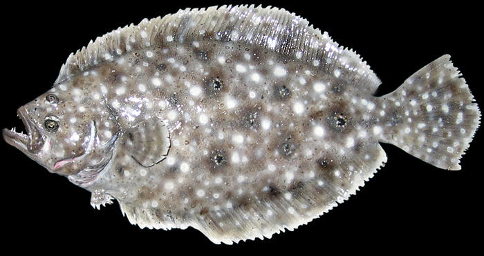 TAXIDERMY FLOUNDER