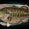 21#  Largemouth Bass26" x 20"  California State Record 