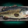 25" x 18" 10# Bass