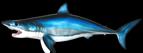 Mako Shark Replicas