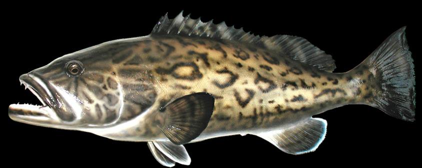Grouper mounts