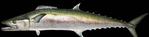 kingfish Mounts