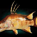 20" Hogfish Fish Mount