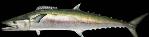 kingfish Mounts