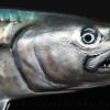Close up. Kingfish replicas
