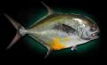 permit fish replicas