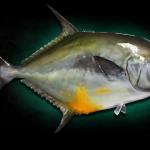 30" Permit Mount