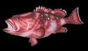 Grouper Replicas
