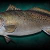 27.5" Sea Trout Mount