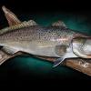 29" Spotted Seatrout Replica