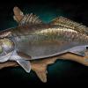 28" Speckled Sea Trout replica