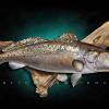 26" Speckled Sea Trout