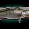33" Speckled Trout replica