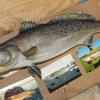 25" Sea Trout  Mount