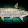 66" Tarpon replica 