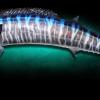 46" Wahoo Mount