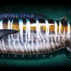 78" Wahoo Taxidermy Mount